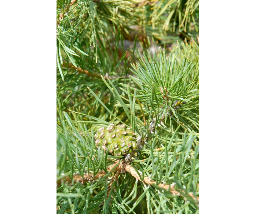 Hillside Creeper Pine